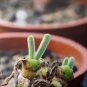 10 pcs Monilaria Obconica Seeds Natural Hybrid Little Rabbit Succulent Plants