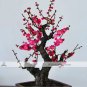 8 pcs Chinese Flower Wintersweet Seeds Fragrant Red Chimonanthus Praecox