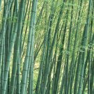 35 pcs Moso Bamboo Seeds Phyllostachys Pubescens Giant Mao Bamboo 35 pcs Moso Bamboo Seeds Phyllostachys Pubescens Giant Mao Bamboo