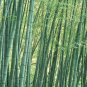 35 pcs Moso Bamboo Seeds Phyllostachys Pubescens Giant Mao Bamboo