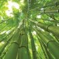 35 pcs Moso Bamboo Seeds Phyllostachys Pubescens Giant Mao Bamboo