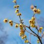 8 pcs Seeds Chinese Flower Yellow Fragrant Winterseet Chimonanthus Praecox
