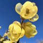8 pcs Seeds Chinese Flower Yellow Fragrant Winterseet Chimonanthus Praecox