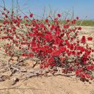 100 pcs Seeds Sand Calligonum Tree Semente