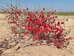 100 pcs Seeds Sand Calligonum Tree Semente