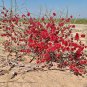 100 pcs Seeds Sand Calligonum Tree Semente