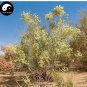 100 pcs Seeds Sand Calligonum Tree Semente