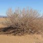 100 pcs Seeds Sand Calligonum Tree Semente