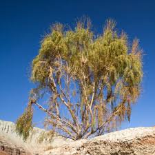 100 pcs Haloxylon Ammodendron Tree Semente Seeds