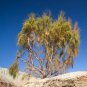 100 pcs Haloxylon Ammodendron Tree Semente Seeds