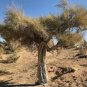 100 pcs Haloxylon Ammodendron Tree Semente Seeds