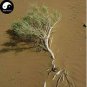 100 pcs Haloxylon Ammodendron Tree Semente Seeds