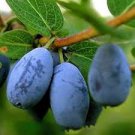 200 pcs Lonicera Caerulea Fruit Seeds Home Garden Plants Honeyberry Blueberry Seeds 200 pcs Lonicera Caerulea Fruit Seeds Home Garden Plants Honeyberry Blueberry Seeds