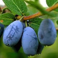 200 pcs Lonicera Caerulea Fruit Seeds Home Garden Plants Honeyberry Blueberry Seeds