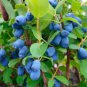 200 pcs Lonicera Caerulea Fruit Seeds Home Garden Plants Honeyberry Blueberry Seeds