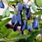 200 pcs Lonicera Caerulea Fruit Seeds Home Garden Plants Honeyberry Blueberry Seeds