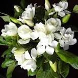 100 pcs Gardenia Plant (Cape Jasmine) Seeds