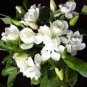 100 pcs Gardenia Plant (Cape Jasmine) Seeds