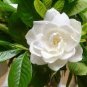 100 pcs Gardenia Plant (Cape Jasmine) Seeds