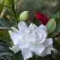 100 pcs Gardenia Plant (Cape Jasmine) Seeds