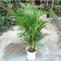 5 pcs Rare Chrysalidocarpus Lutescens Seeds