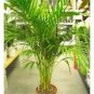 5 pcs Rare Chrysalidocarpus Lutescens Seeds