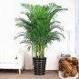 5 pcs Rare Chrysalidocarpus Lutescens Seeds