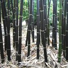 30 pcs Rare Black Bamboo Seeds 30 pcs Rare Black Bamboo Seeds