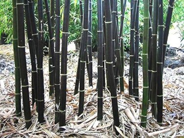 30 pcs Rare Black Bamboo Seeds