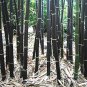 30 pcs Rare Black Bamboo Seeds