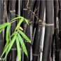 30 pcs Rare Black Bamboo Seeds