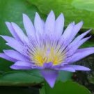 5 pcs Mini Nymphaea Caerulea Asian Water Lily Lotus Pod Flower Seeds