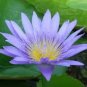 5 pcs Mini Nymphaea Caerulea Asian Water Lily Lotus Pod Flower Seeds