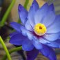 5 pcs Mini Nymphaea Caerulea Asian Water Lily Lotus Pod Flower Seeds