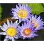 5 pcs Mini Nymphaea Caerulea Asian Water Lily Lotus Pod Flower Seeds