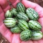 8 pcs New Rare Green Mini Thumb Organic Watermelon Seeds
