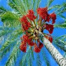 20 pcs Date Palm Phoenix Dactylifera Tree Seed