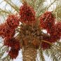 20 pcs Date Palm Phoenix Dactylifera Tree Seed