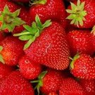 100 pcs Strawberry Cream White Yellow Green Giant Blue Red Berry Seed 100 pcs Strawberry Cream White Yellow Green Giant Blue Red Berry Seed