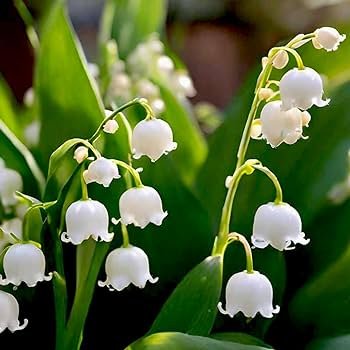 10 pcs Convallaria Majalis Colorful Lily of the Valley Orchid Seeds