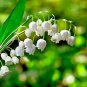 10 pcs Convallaria Majalis Colorful Lily of the Valley Orchid Seeds