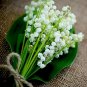 10 pcs Convallaria Majalis Colorful Lily of the Valley Orchid Seeds