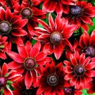 100 pcs Dark Red Echinacea 6-layer Big Blooms Bonsai Flowers Seeds 100 pcs Dark Red Echinacea 6-layer Big Blooms Bonsai Flowers Seeds