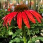 100 pcs Dark Red Echinacea 6-layer Big Blooms Bonsai Flowers Seeds
