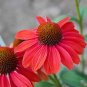 100 pcs Dark Red Echinacea 6-layer Big Blooms Bonsai Flowers Seeds