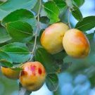 20 pcs Ziziphus Jujube Seeds Chinese Date Hardy Plant 20 pcs Ziziphus Jujube Seeds Chinese Date Hardy Plant
