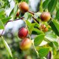 20 pcs Ziziphus Jujube Seeds Chinese Date Hardy Plant