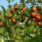 20 pcs Ziziphus Jujube Seeds Chinese Date Hardy Plant