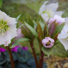 50 PCS Helleborus thibetanus Flower Seeds 50 PCS Helleborus thibetanus Flower Seeds