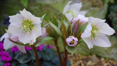 50 PCS Helleborus thibetanus Flower Seeds